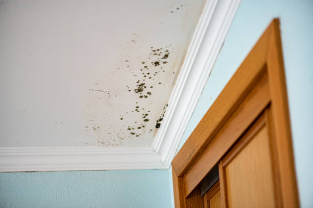 Best Mold Cleaning Services  in Pikeville, TN