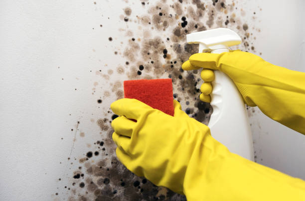 Best Home Mold Removal  in Pikeville, TN