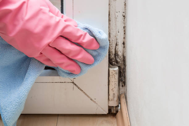 Best Attic Mold Removal  in Pikeville, TN