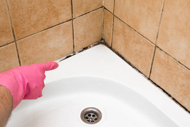  Pikeville, TN Mold Removal Pros